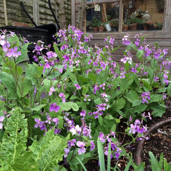 February orchid: it’s not an orchid, and it’s not February. But still …