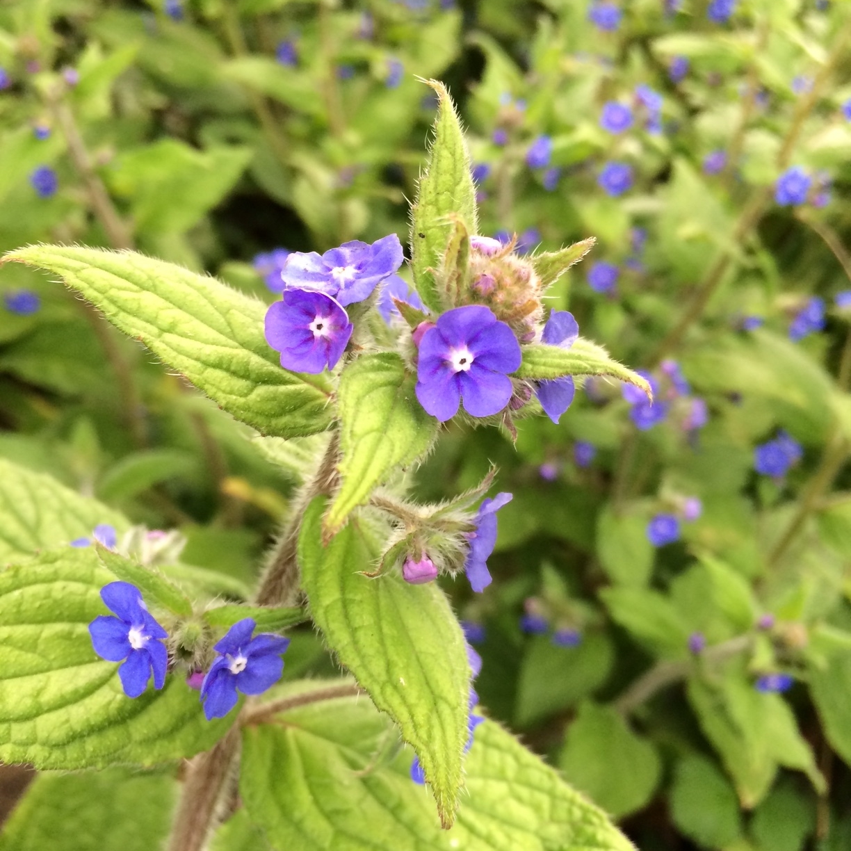 Green alkanet: that mystery plant, revealed