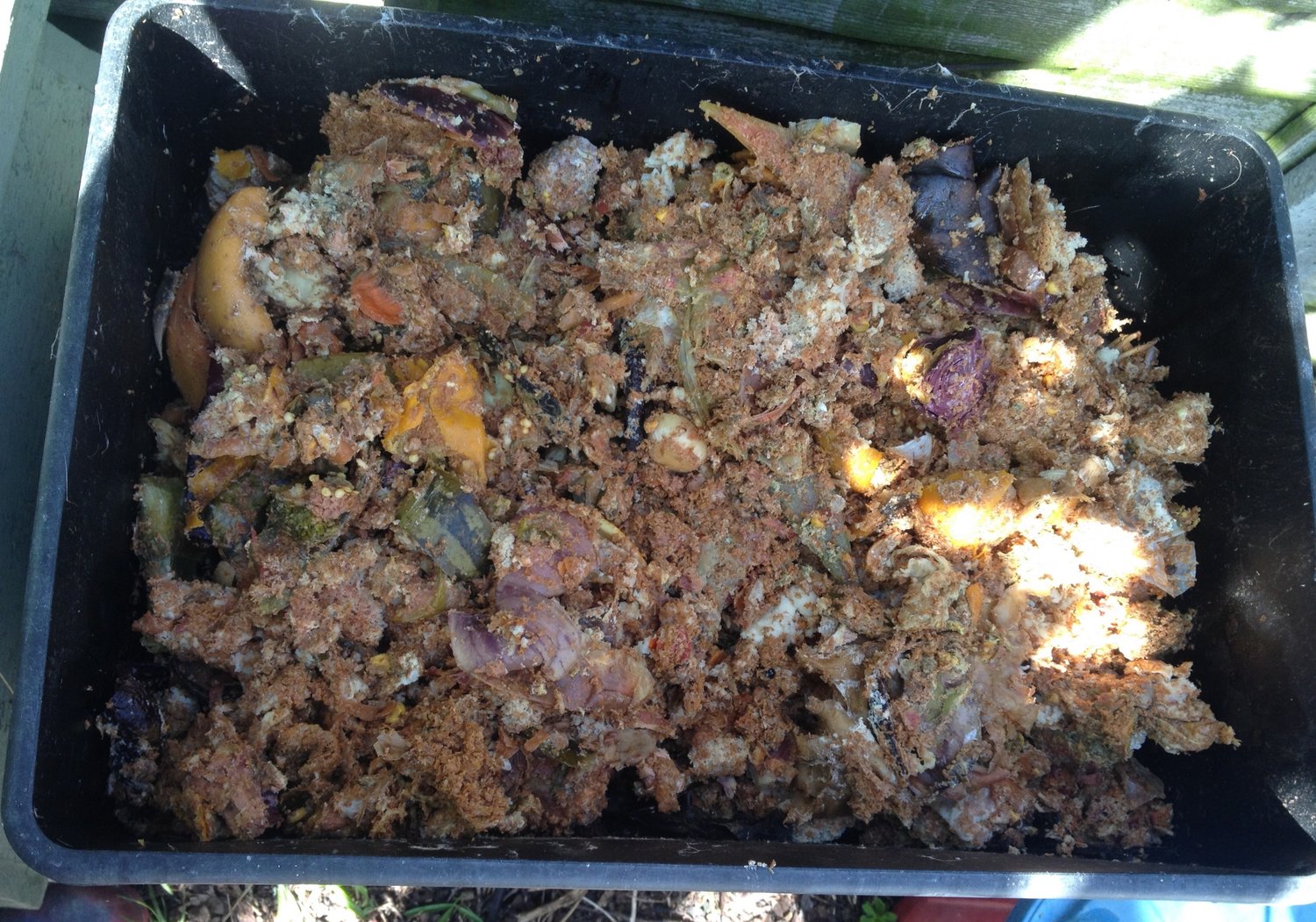 Here's what the fermented bokashi waste looks like once it is ready for the next stage: in this case, it's been added to my wormery in a thin layer.