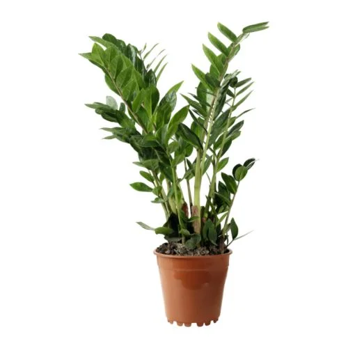The ZZ plant