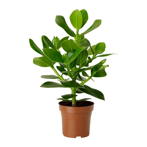 Clusia rosea , aka the autograph plant