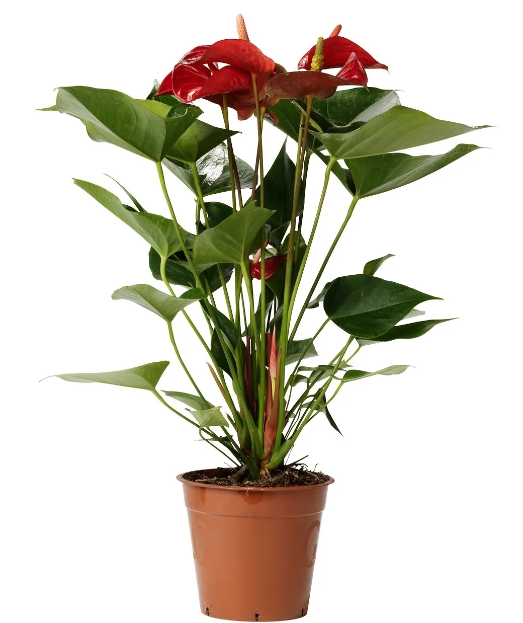 anthurium-potted-plant-flamingo-plant__0096591_pe236446_s5.jpg