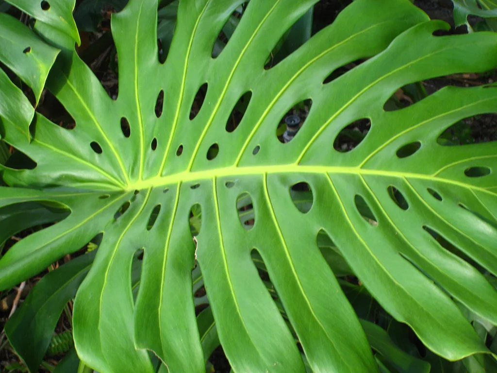 Episode two: Monstera deliciosa, the swiss cheese plant