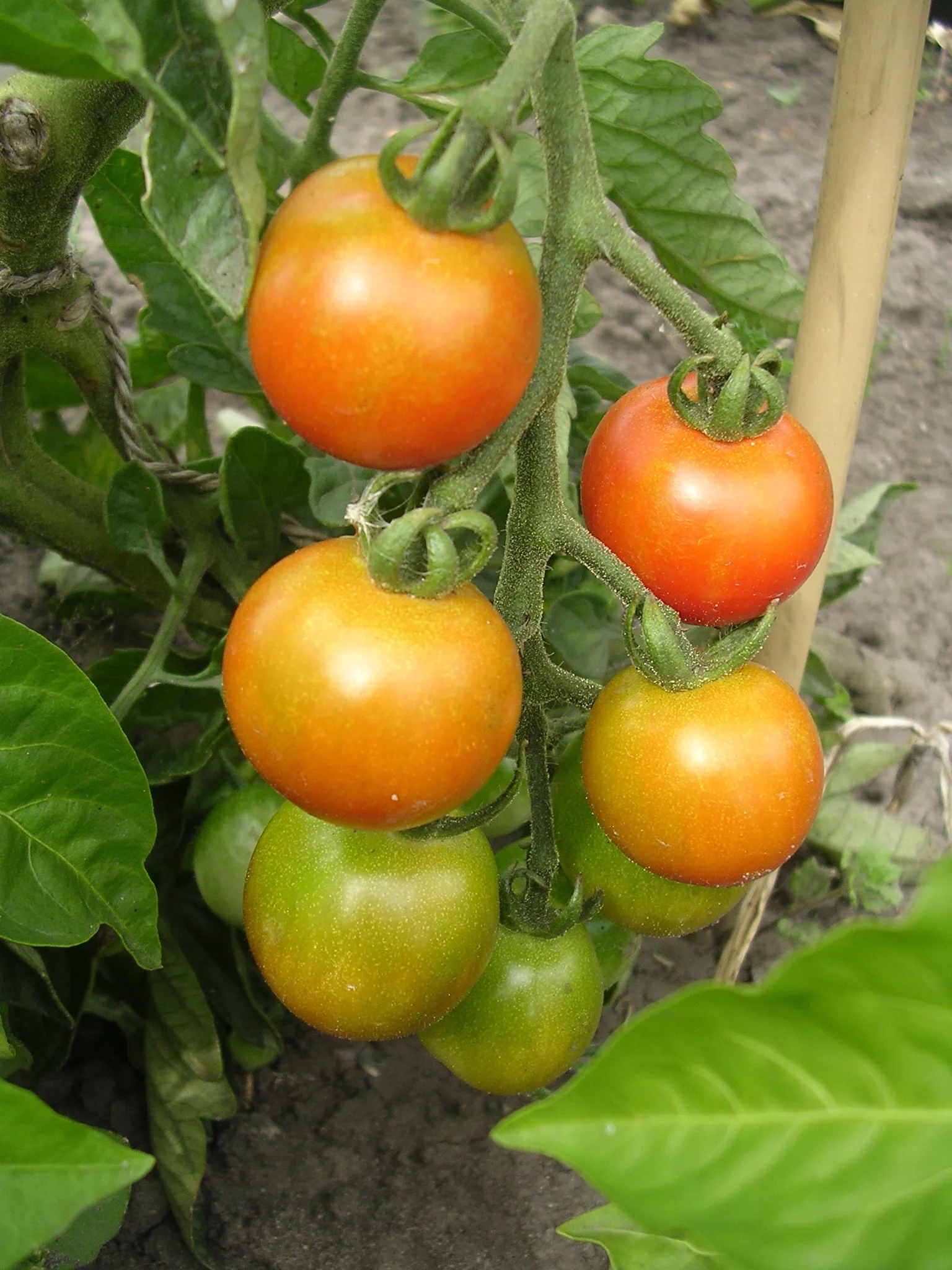 Wondering what a tomato truss looks like? Here it is!