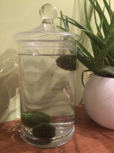 One up, two down... my marimo moss balls settling into their new home.