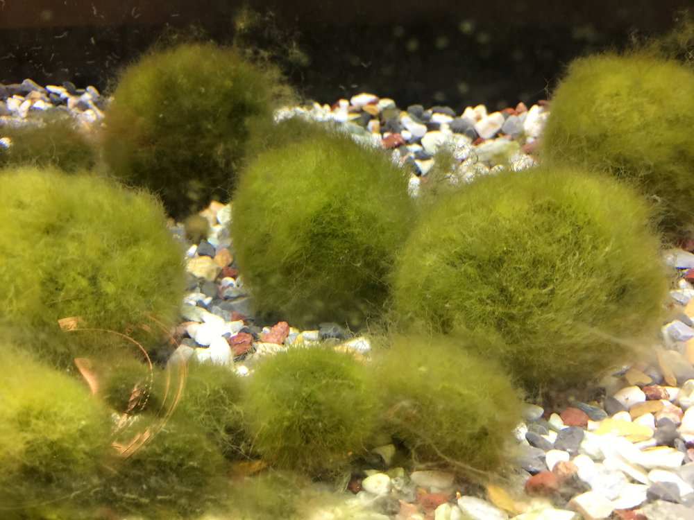 Marimo moss ball: it is a ball, but it's not moss ... Photograph by bryansjs on Flickr.