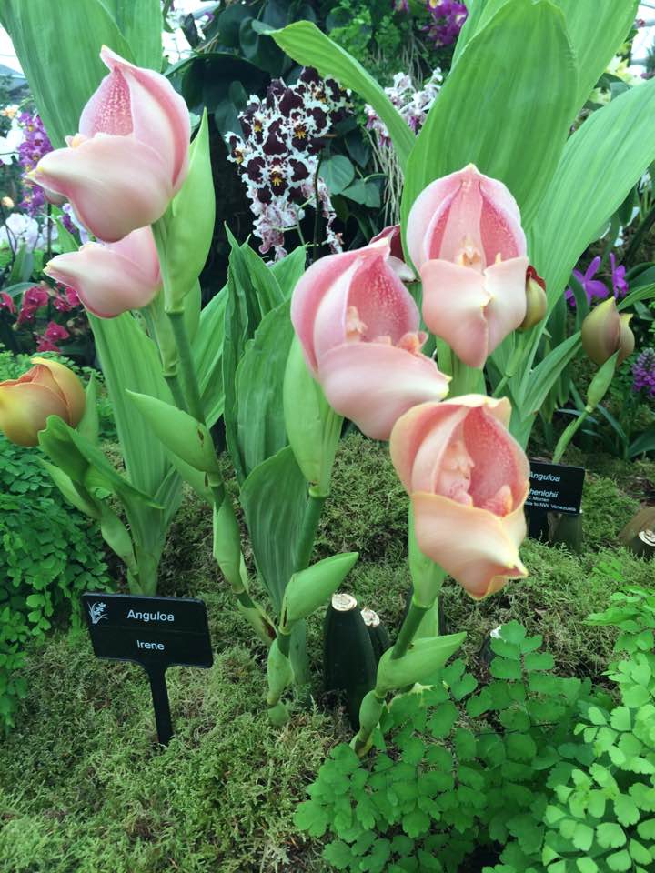 Episode eight: Chelsea flower show 2017