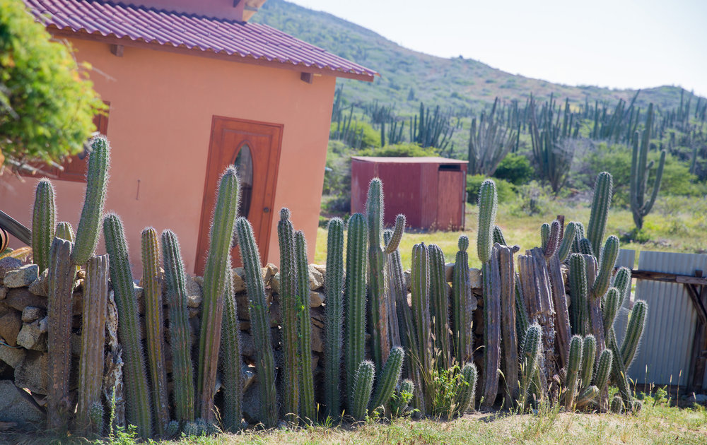 Spine security: a cactus fence. Photograph: Terry Robinson on Flickr.
