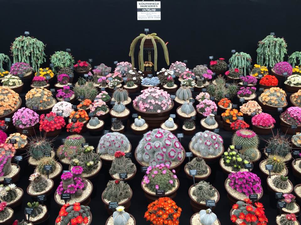 Cacti, collected: the Southfields Nurseries display at the Chelsea flower show, 2016. Photograph by Jane Perrone.
