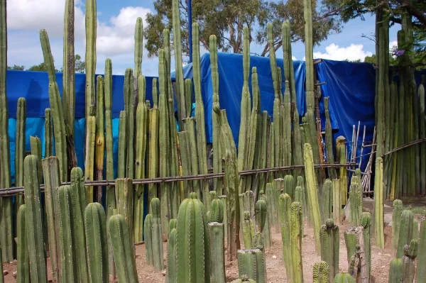 A cactus fence is a spiny deterrent against intruders. Photograph by Christopher Holden on Flickr .