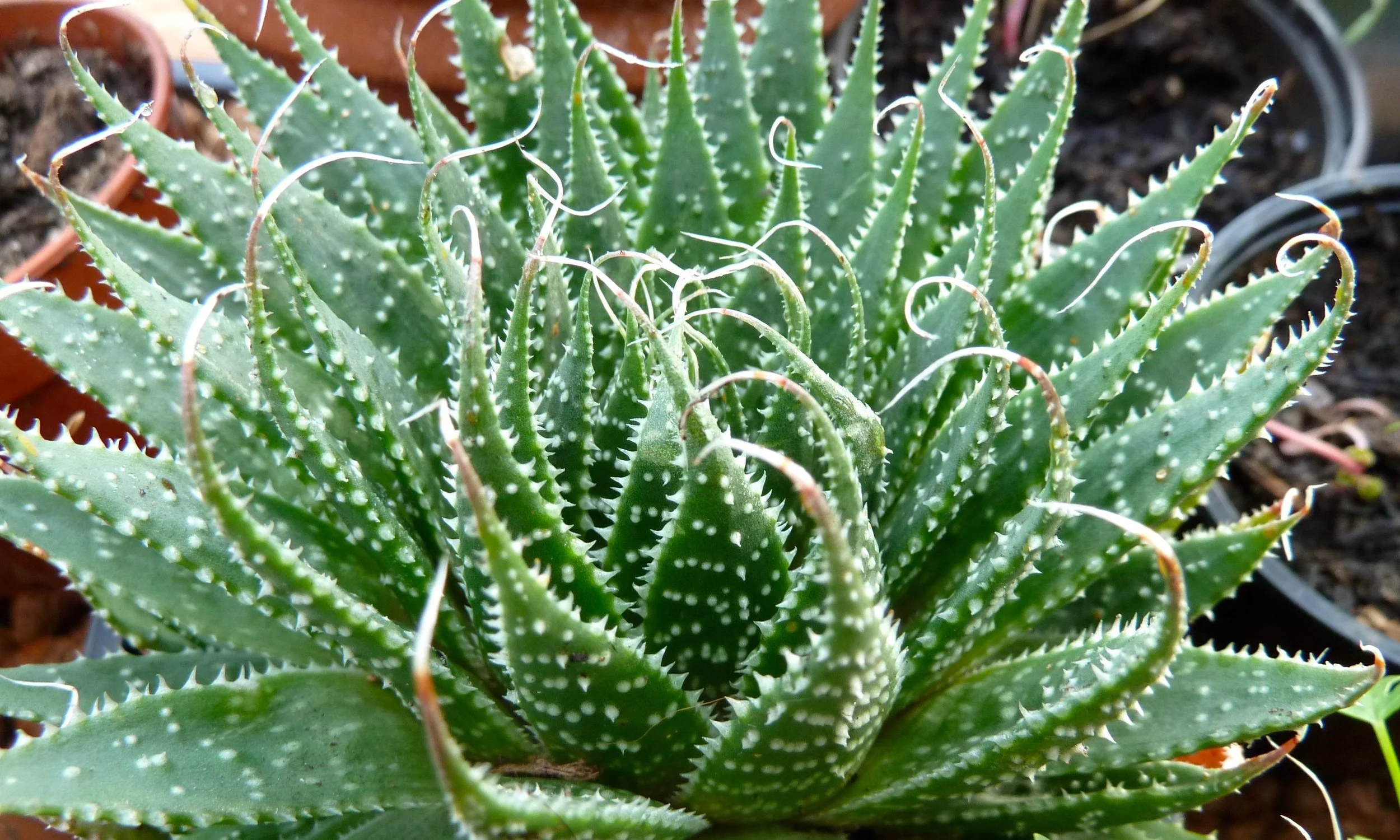P1020213.jpg