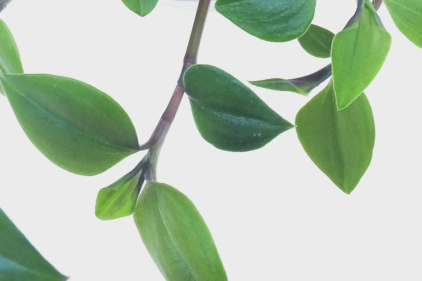 Tradescantia ‘Green Hill’. Photograph: Jane Perrone.