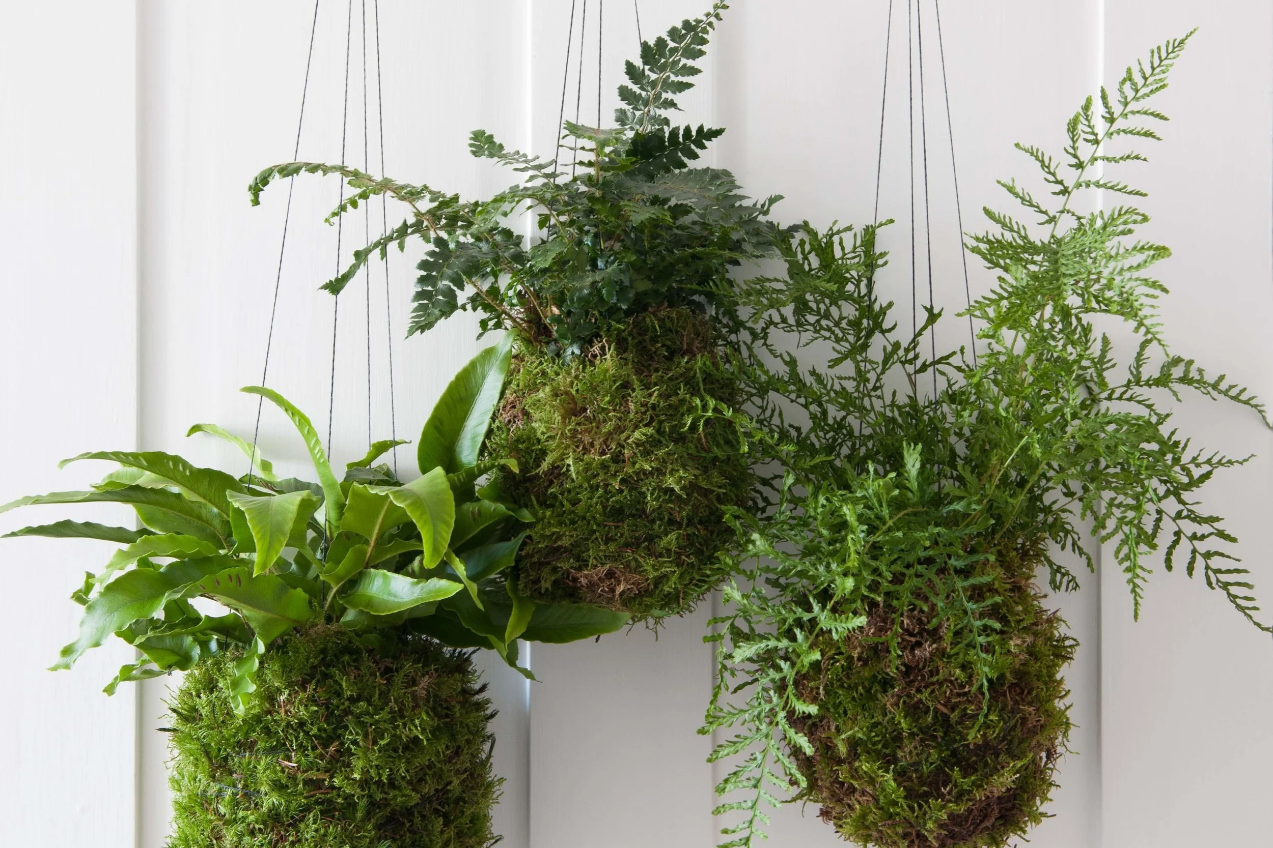 Carolyn Dunster's kokedama creations. 