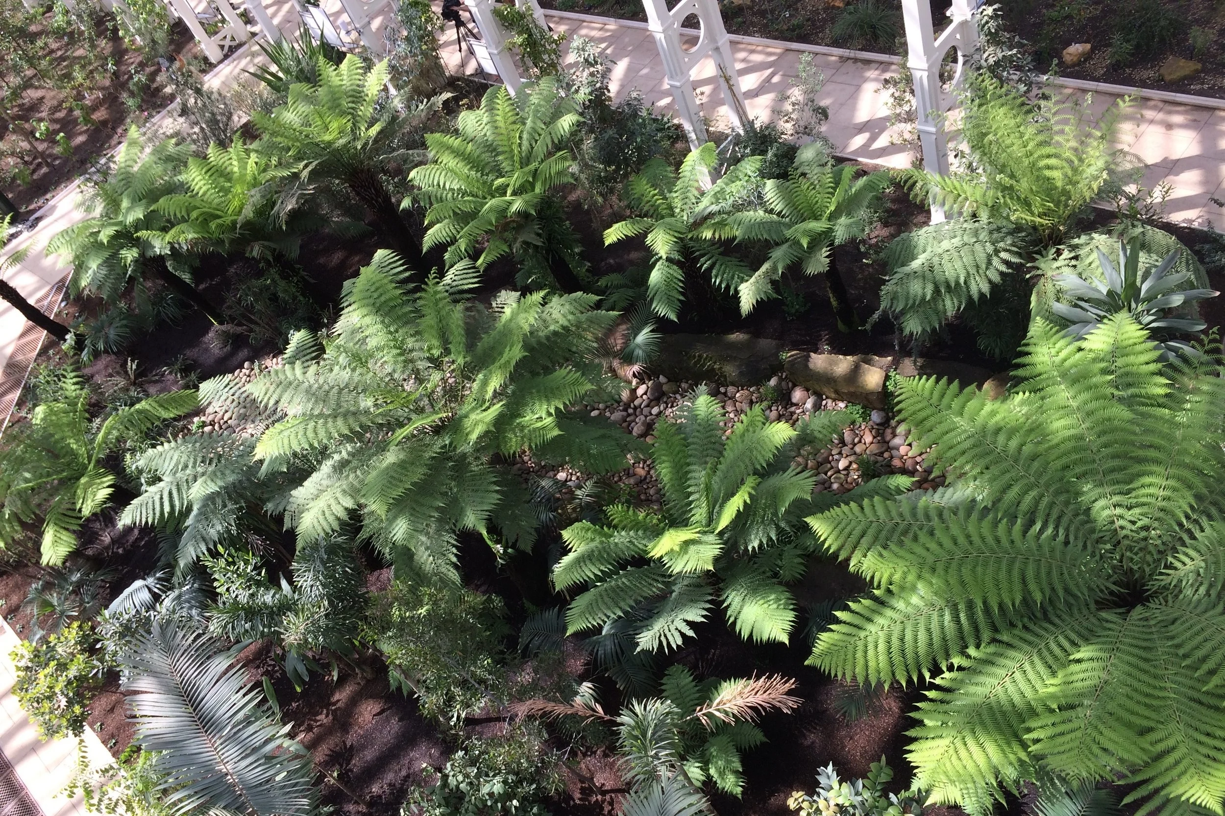 The tree fern gully in the Temperate House at Kew viewed from the walkway above.