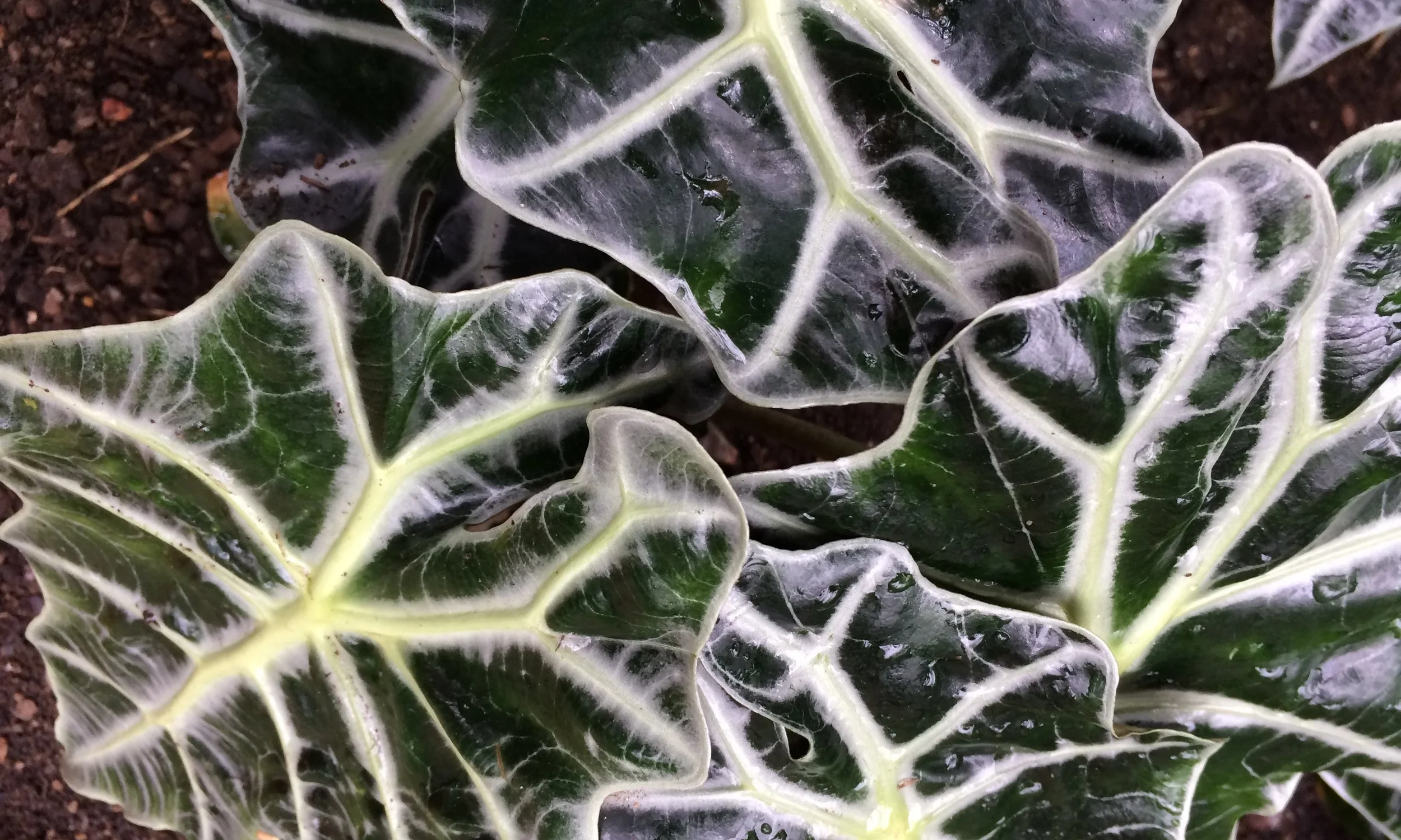 This week's episode includes a question about propagating these beauties...