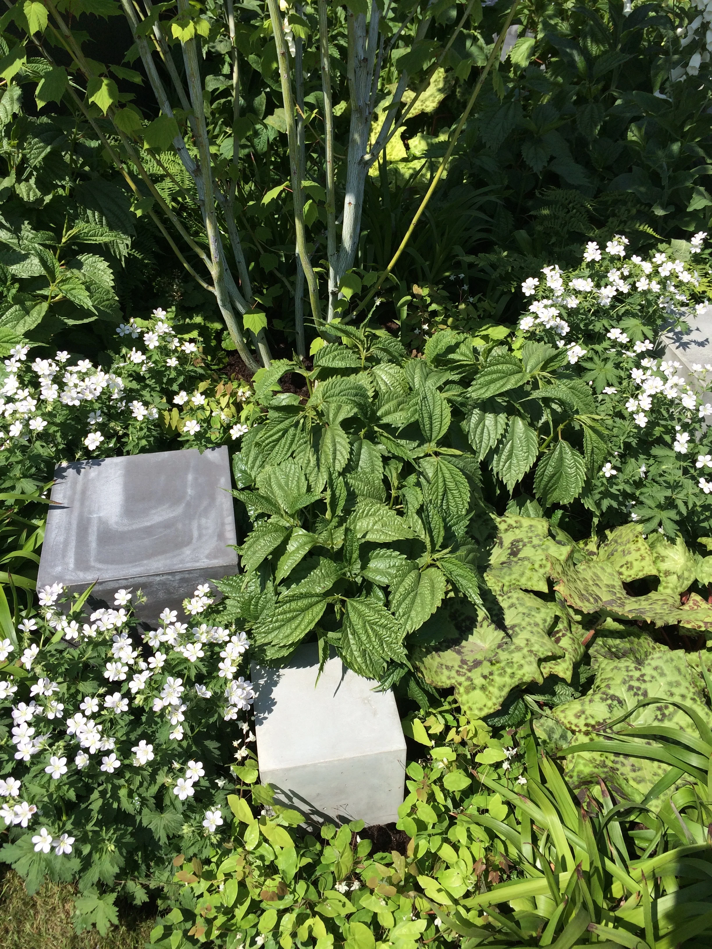 Plants getting cosy in Robert Barker's Skin Deep garden .