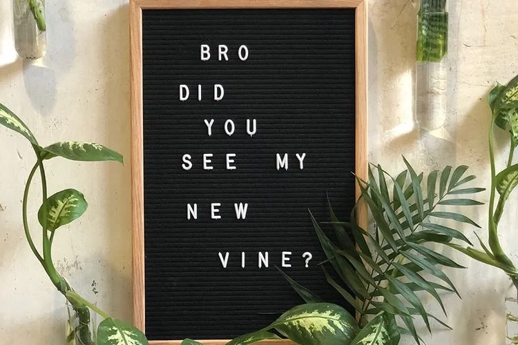 buying houseplants in the US A complete guide — Jane Perrone