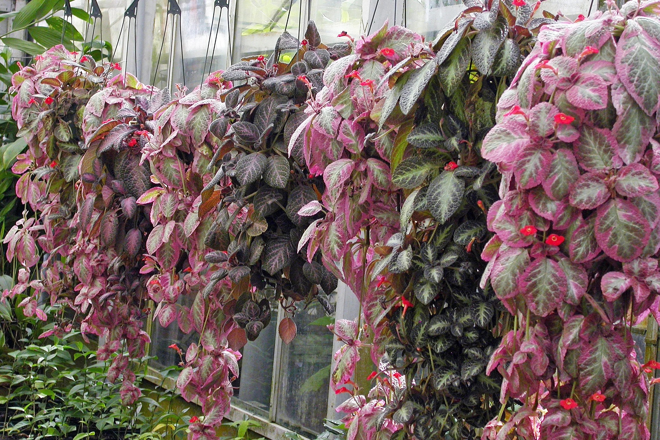 Episcias look great in hanging containers. Photograph: Dale Martens
