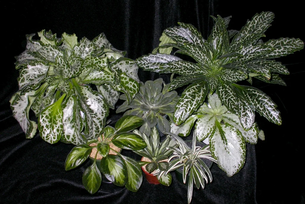 Primulinas not only have beautiful flowers, many also boast beuaitful variegated foliage.