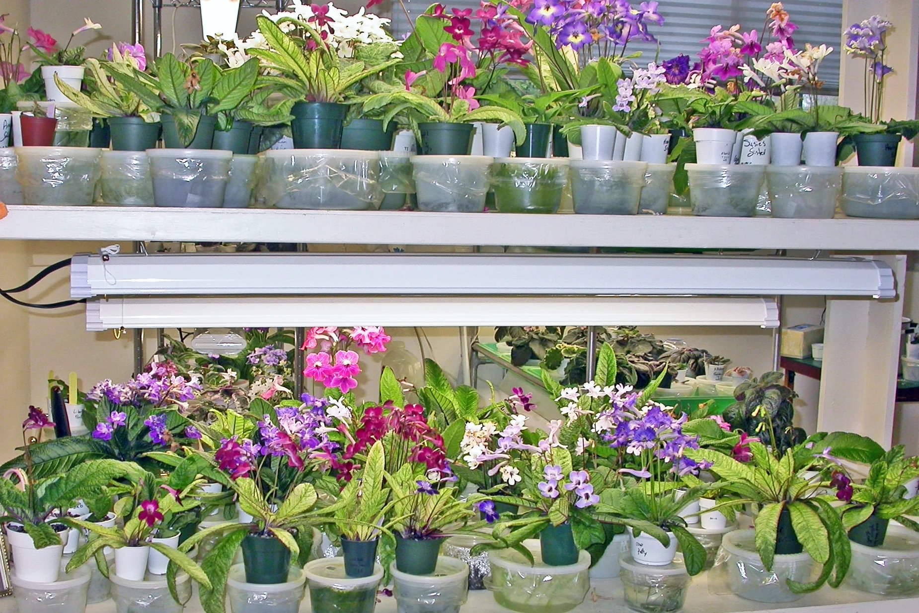 Some of Dale Martens' Streptocarpus collection, grown under lights using the wick watering system.