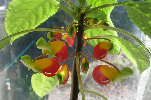 The parrot flower in all its glory Photograph: Andy Roberts on Flickr