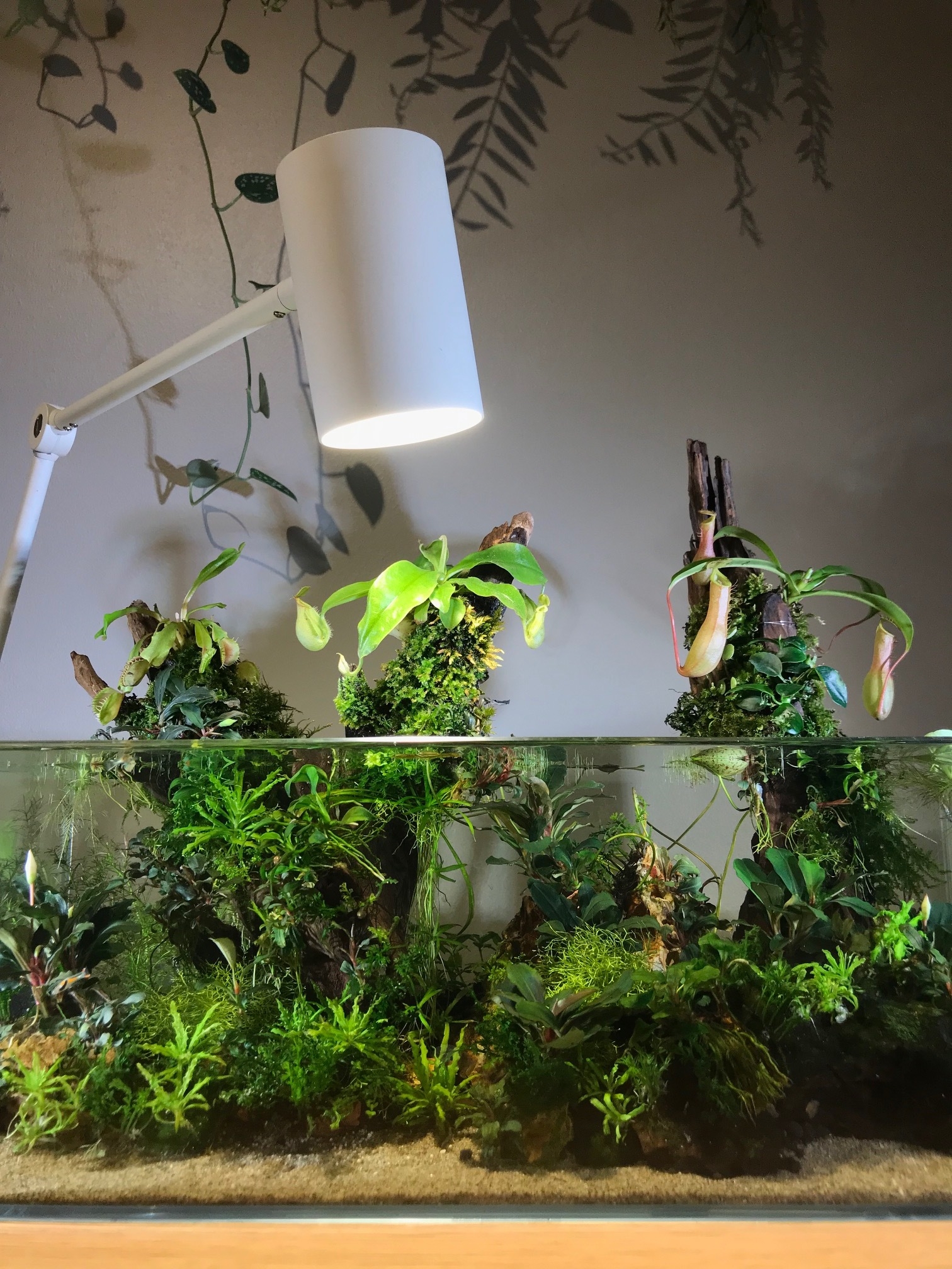 The nano-aquarium is lit by a single LED growlight. Photograph: James Wong.