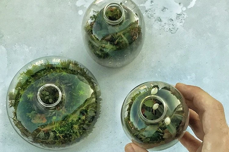 Three of James's tiny terrariums, made out of glass jars from Arket . Photograph: James Wong.