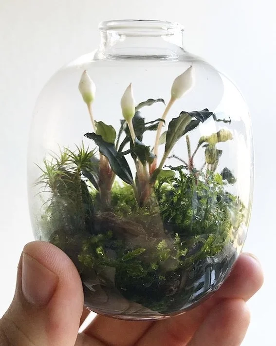 Bucephalandra and mosses inside a tiny glass vase. Photograph: James Wong.