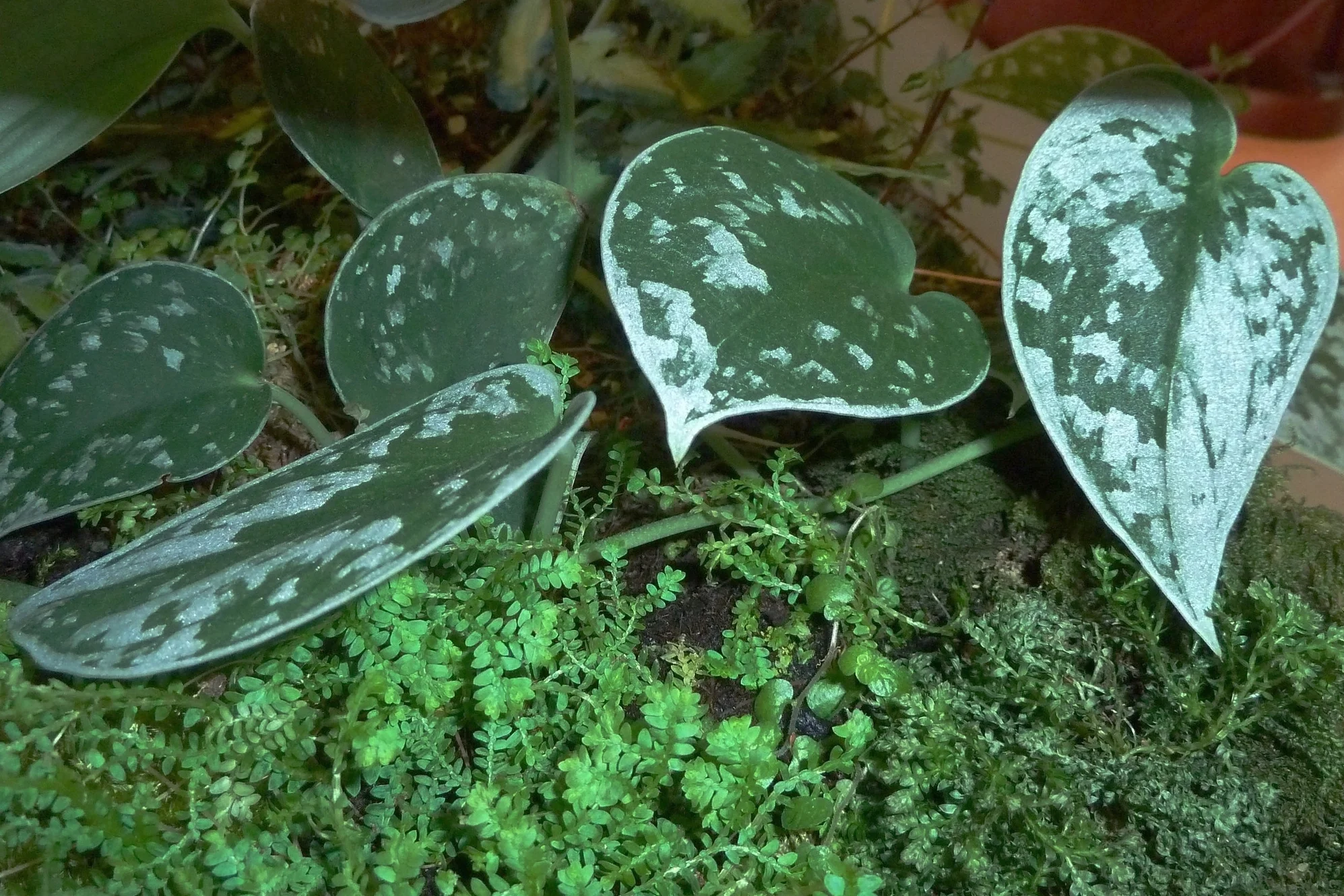 Satin pothos and moss up close in the coffee table terrarium. Photograph: Jane Perrone.