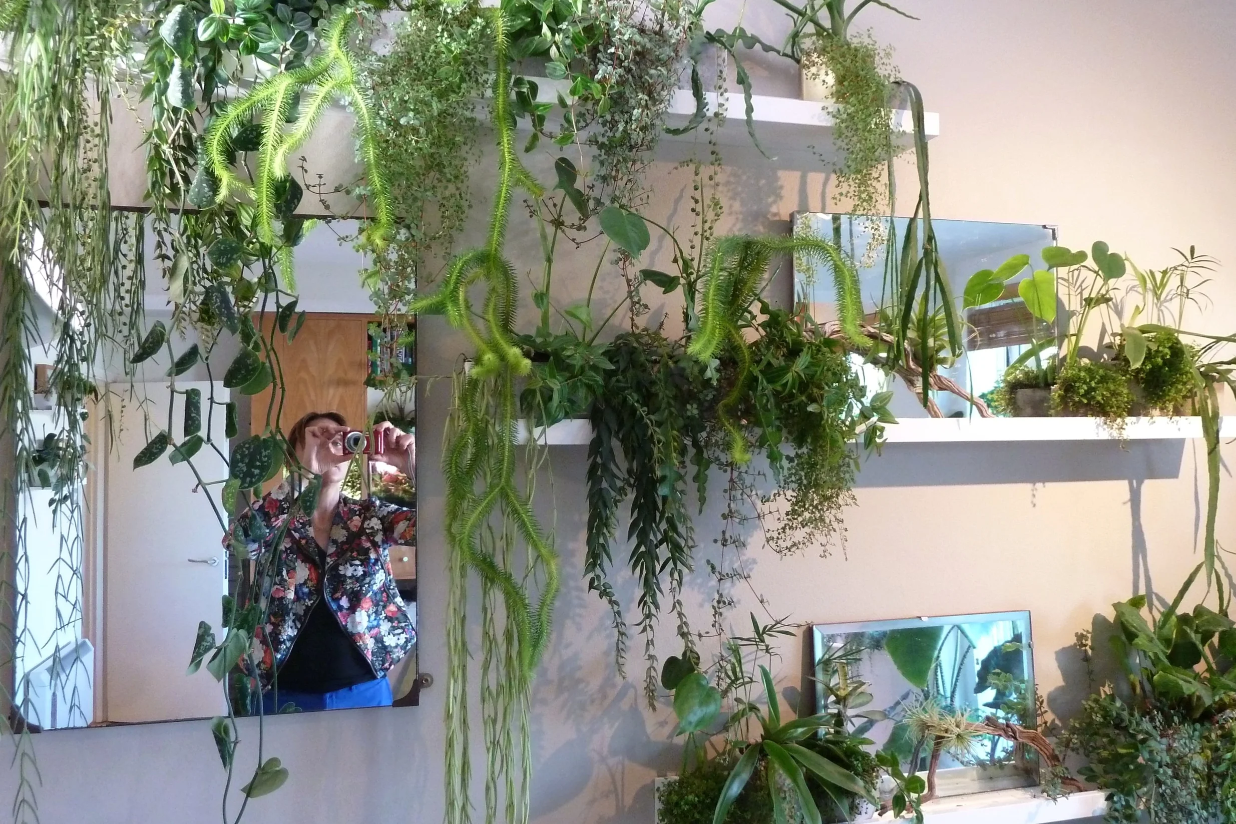 James's picture ledges, including the highly unusual tassel fern. Photograph: Jane Perrone
