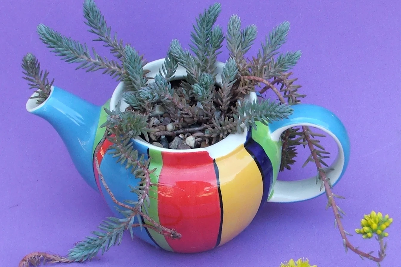 Sedum rupestre growing in a teapot. Photograph: Colin Walker