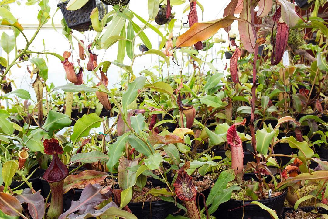 Nepenthes nirvana: Domonick's polytunnel. Photograph: RedLeaf Exotics