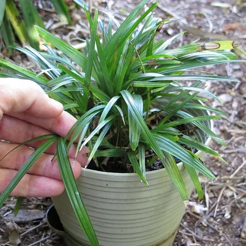 Rhapis excelsa 'Super Dwarf'. Photograph: Scott Zona.