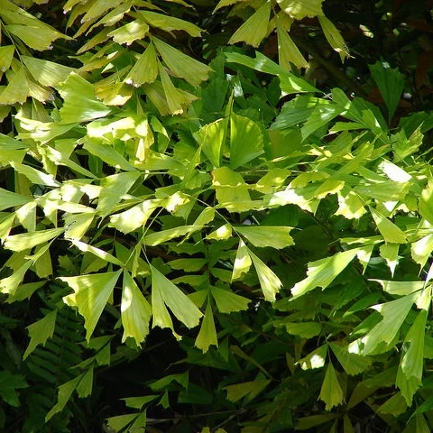 Caryota mitis . Photograph: Forest and Kim Starr on Flickr .