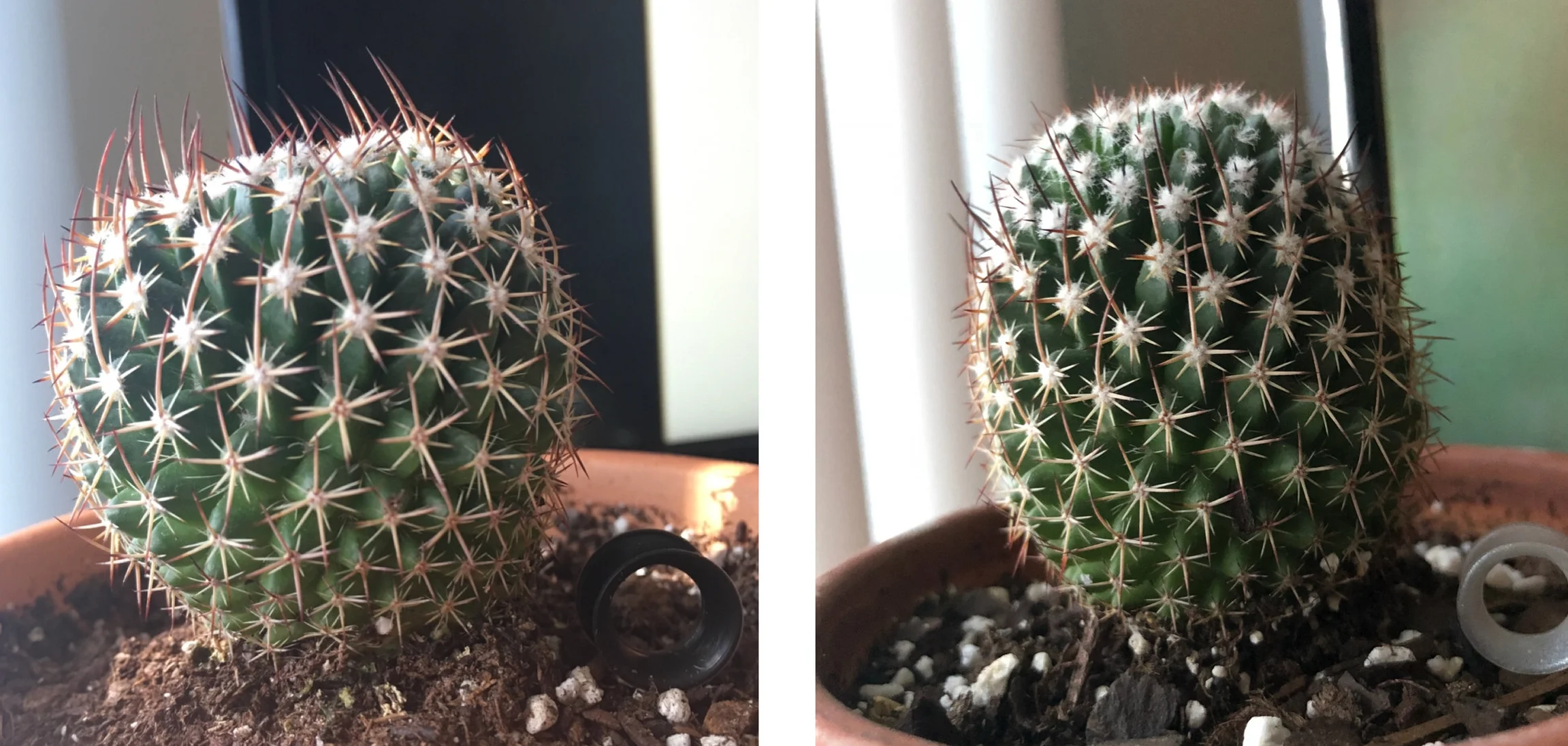 Left shows the cactus when Dani bought it, and on the right its current state.