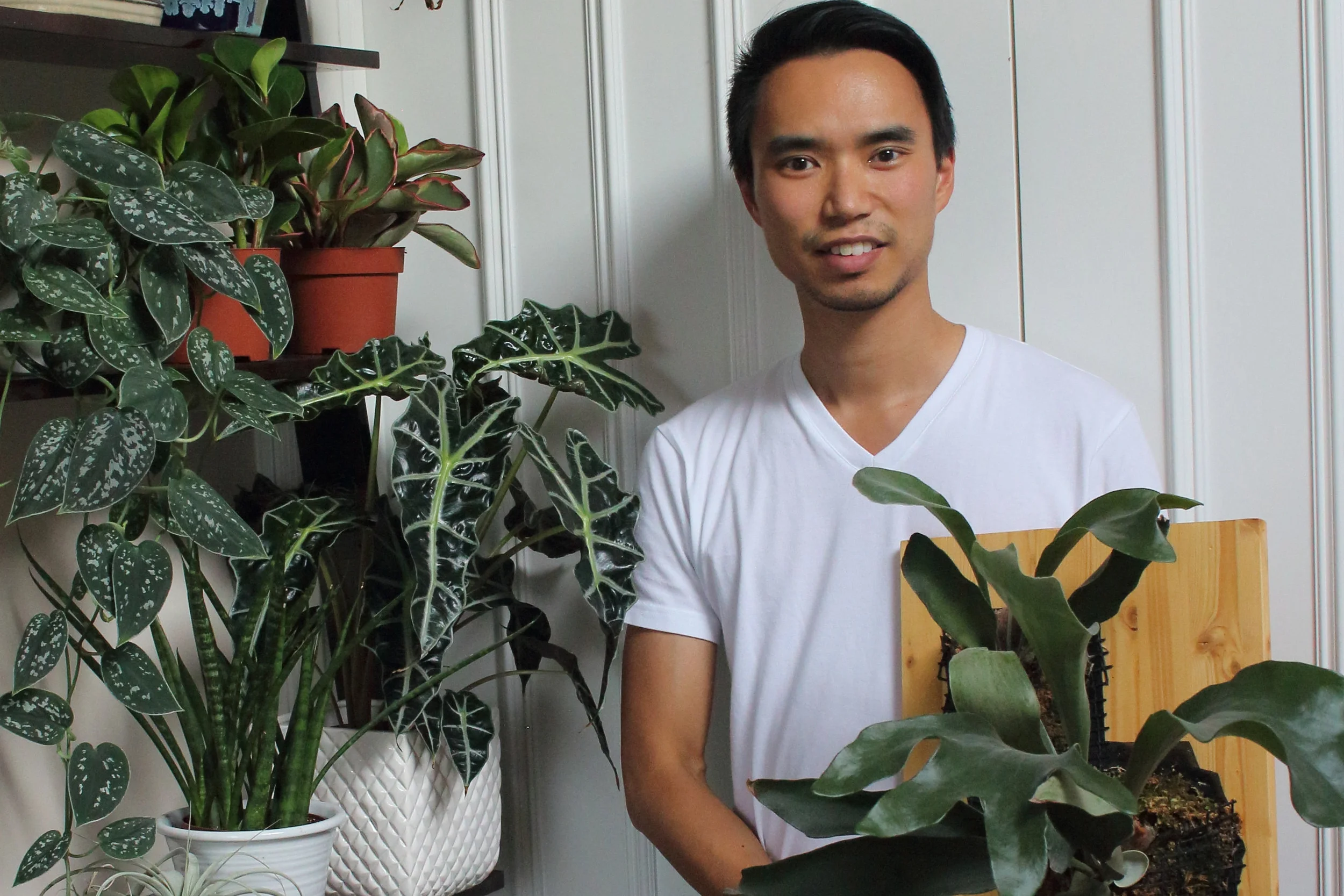 Photograph: House Plant Journal/Darryl Cheng.