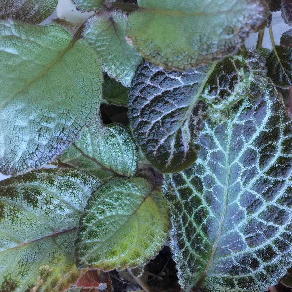 Variegation to the max: the leaves of some of my Episcias. Photograph: Jane Perrone