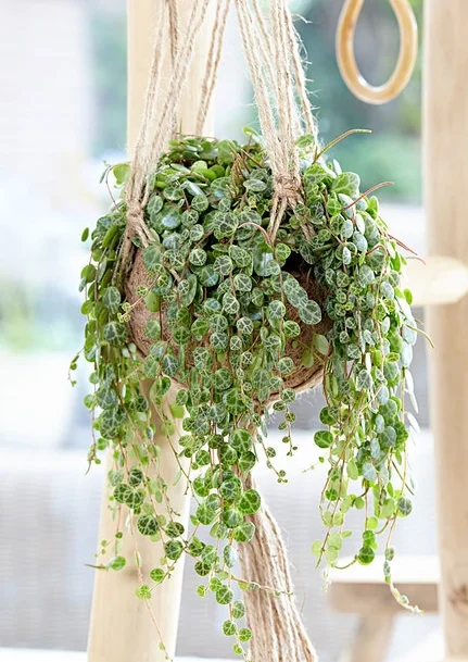 P. prostrata . Photograph: Bakker.com