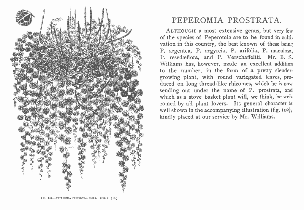 Gardeners’ Chronicle, 1879 entry on Peperomia prostrata . Source: Peperomia.net .
