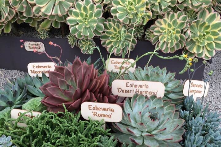 Where To Buy Houseplants In The Uk Jane Perrone