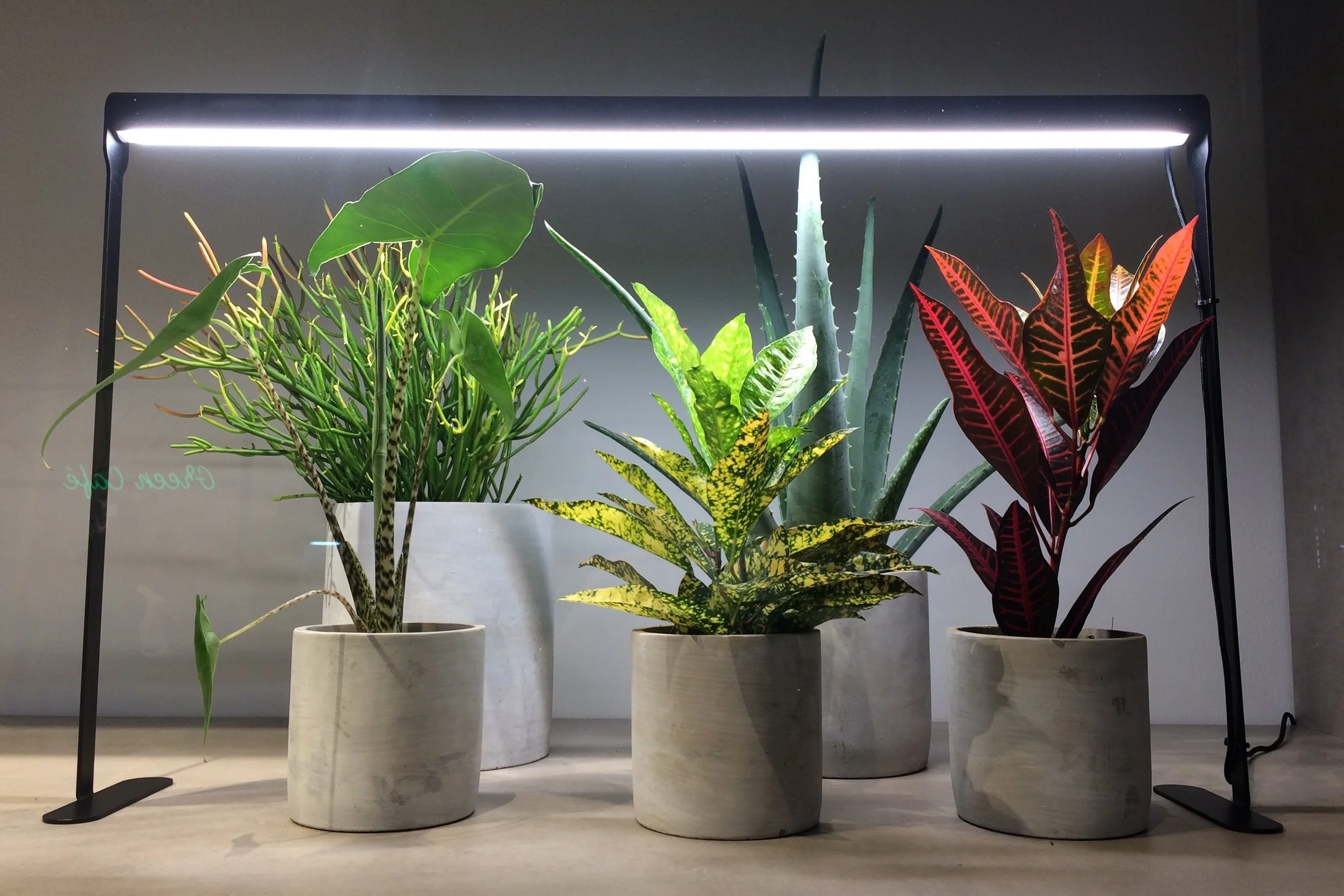 A Bloom growlight illuminates houseplants on display at the Waterdrinker trade centre in the Netherlands. Photograph: Jane Perrone