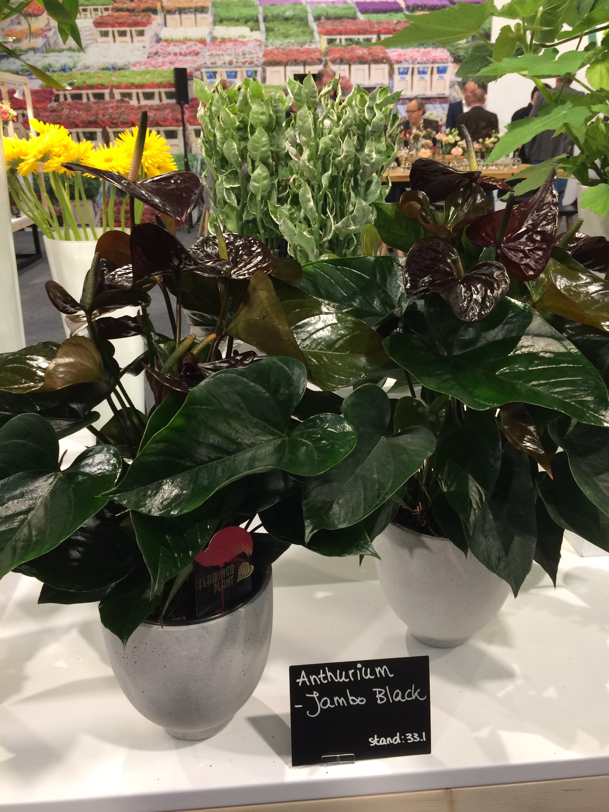 Anthurium 'Jambo Black' 