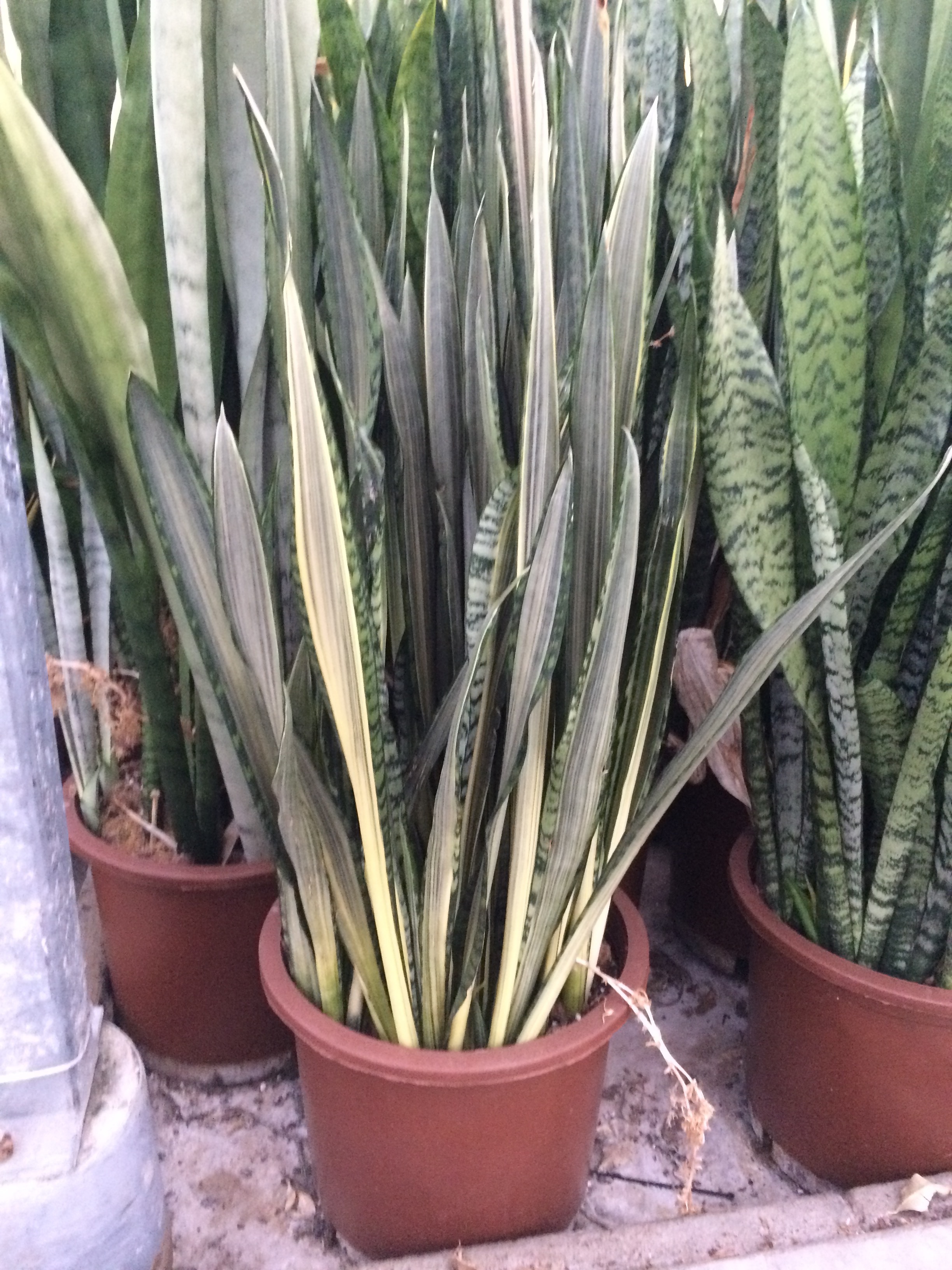 Sansevieria 'Bantel's Sensation'