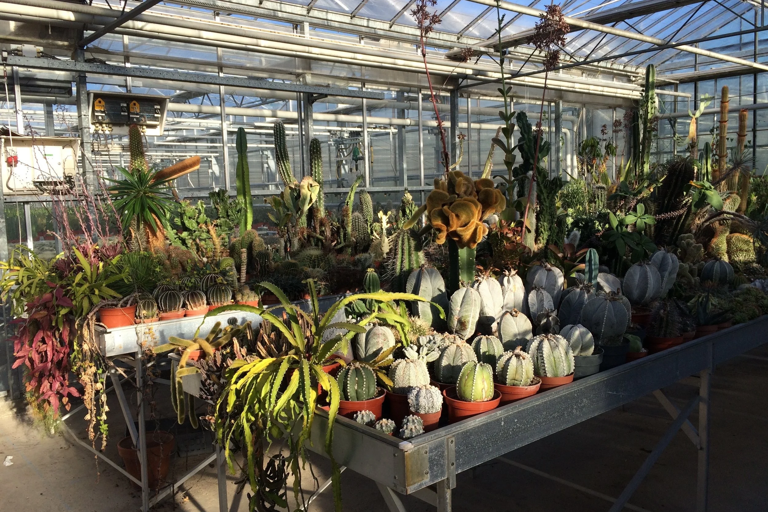 The benches for possible new cultivars at Ubink nursery… feat your eyes! Photograph: Jane Perrone