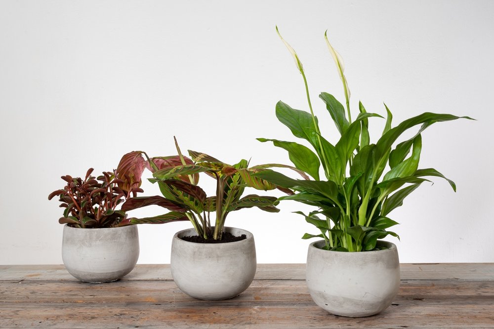 Episode 76: how to take great photos of your houseplants Jane Perrone