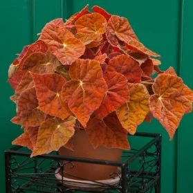 Logees hybrid Begonia ‘Autumn ember’.