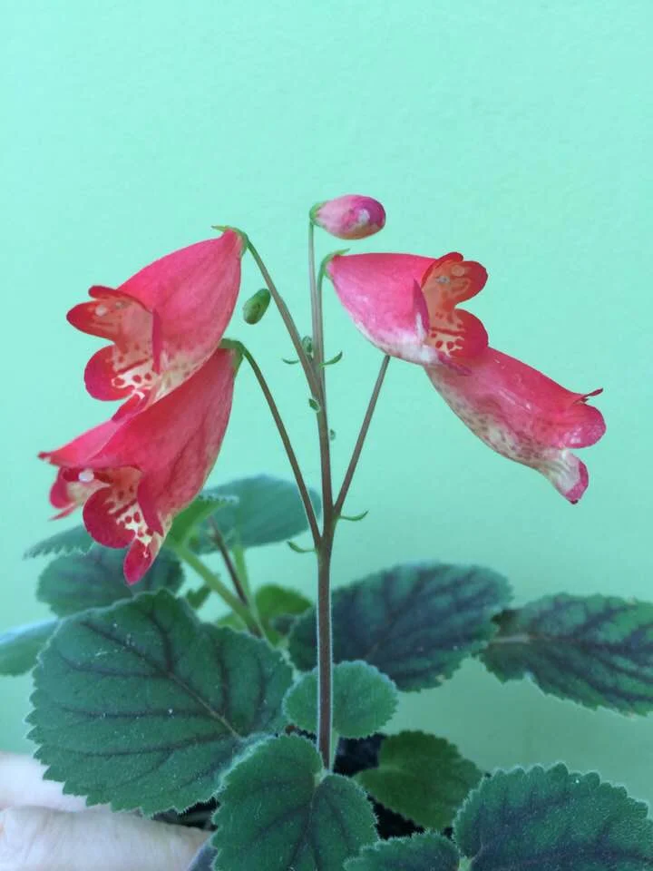 All I want for Christmas is … Smithiantha ‘Extra Sassy’. Oh wait! I already have one! Photograph: Jane Perrone.