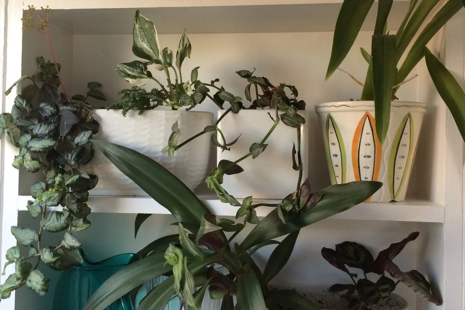 Episode 69: Jane Perrone's houseplant tour part two