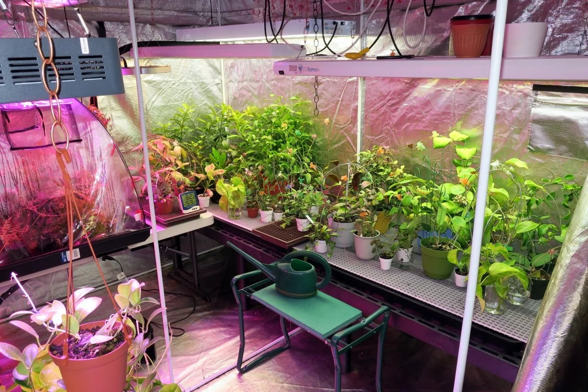 Some Hoyas that require higher humidity than is available in most homes can be grown in a grow tent. Photograph: Doug Chamberlain.