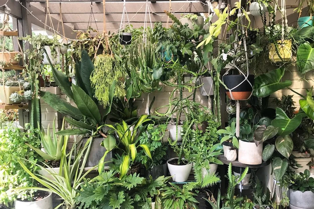 Foliage fun: just some of the plants on Scott’s balcony. Photograph: Scott Cain